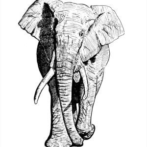 elephant