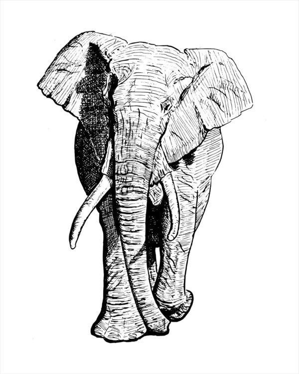 elephant