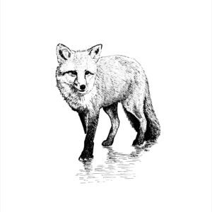 fox