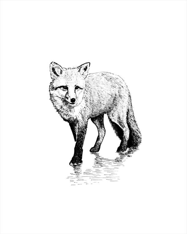 fox