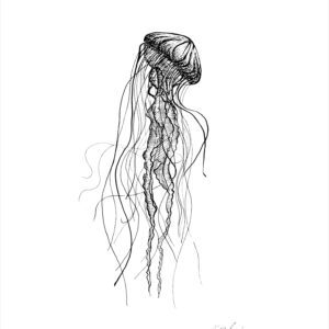jellyfish