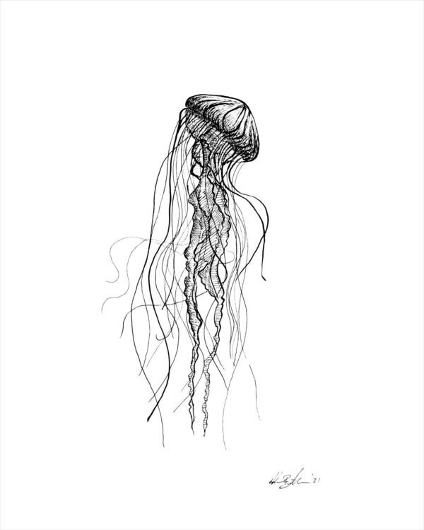 jellyfish