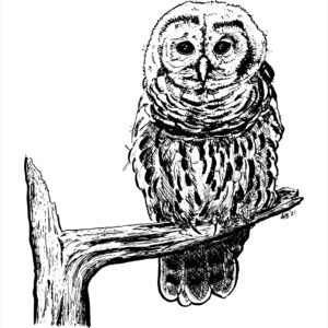 owl