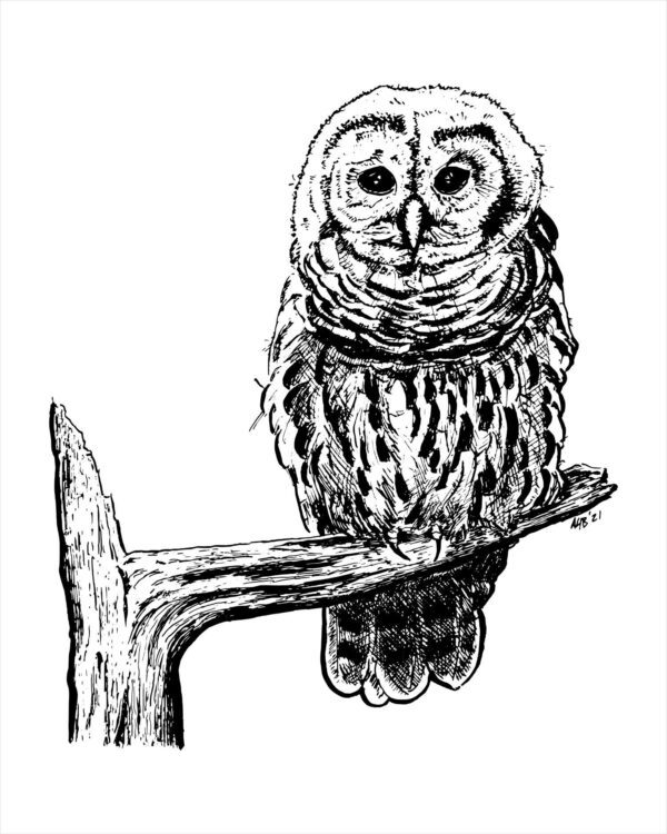 owl