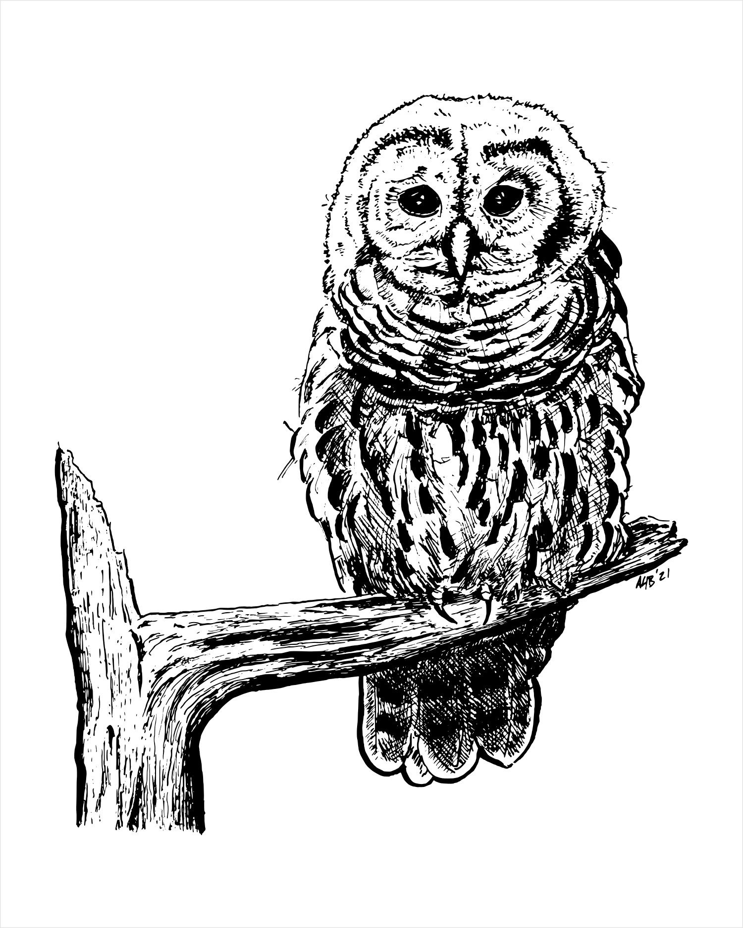 owl