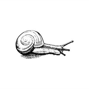 snail