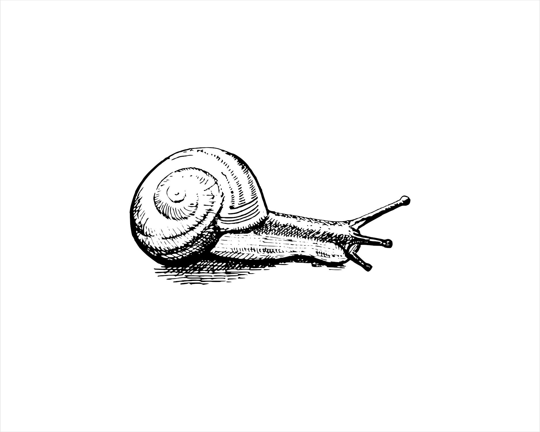 snail